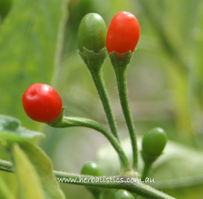 Capsicum praetermissum